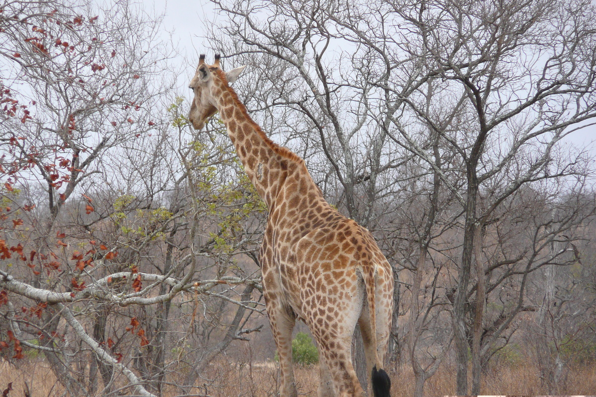 照片 南非(South Africa) 克鲁格国家公园(Kruger National Park) 2008-09 148