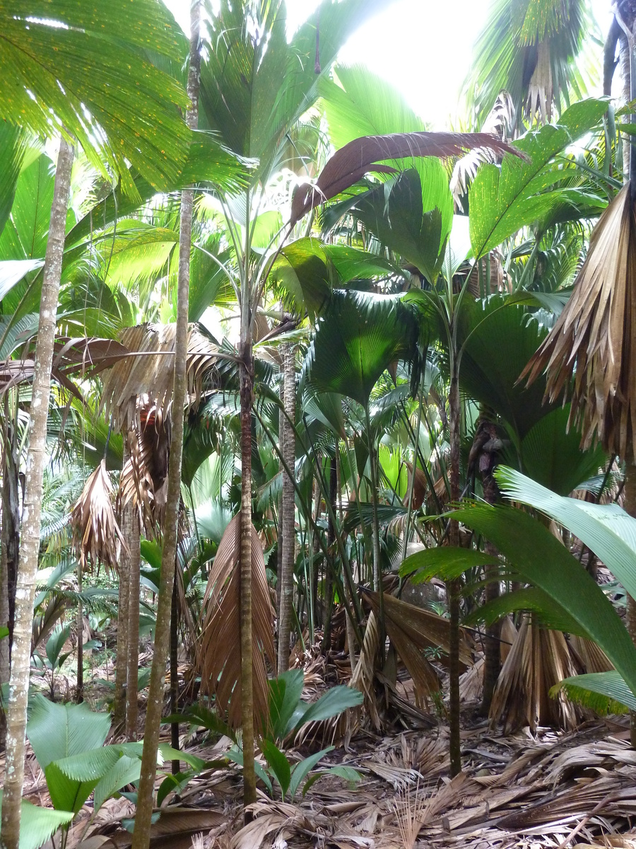 照片 塞舌尔(Seychelles) 五月谷(Vallee de Mai) 2011-10 19