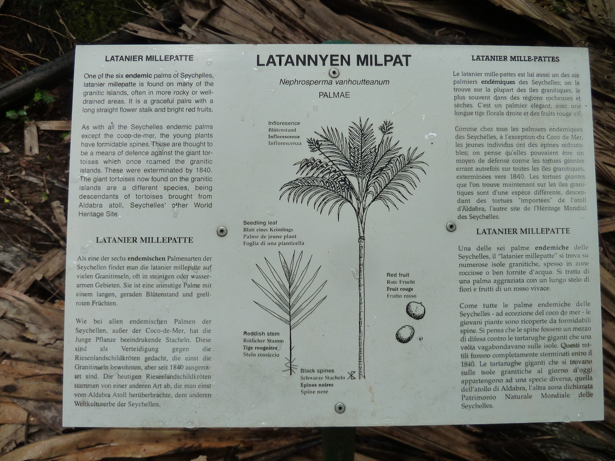 照片 塞舌尔(Seychelles) 五月谷(Vallee de Mai) 2011-10 25
