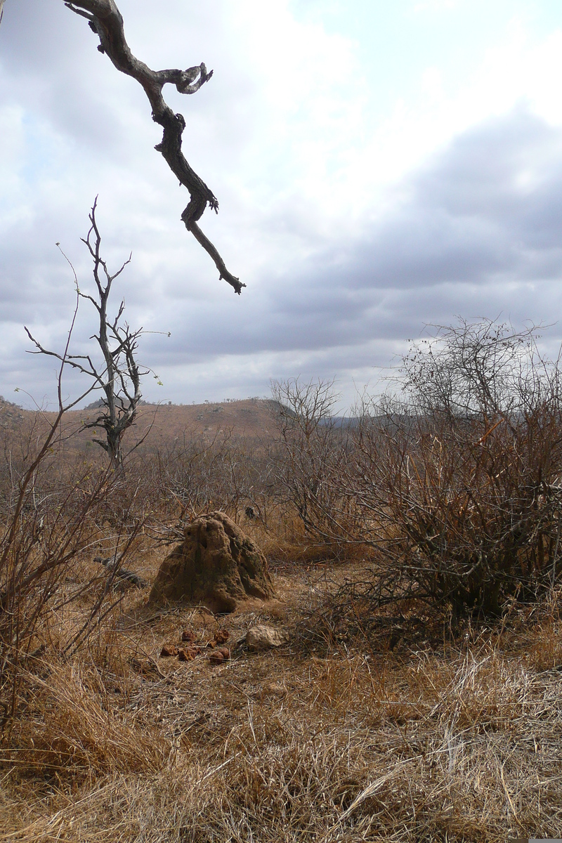 照片 南非(South Africa) 克鲁格国家公园(Kruger National Park) 2008-09 98