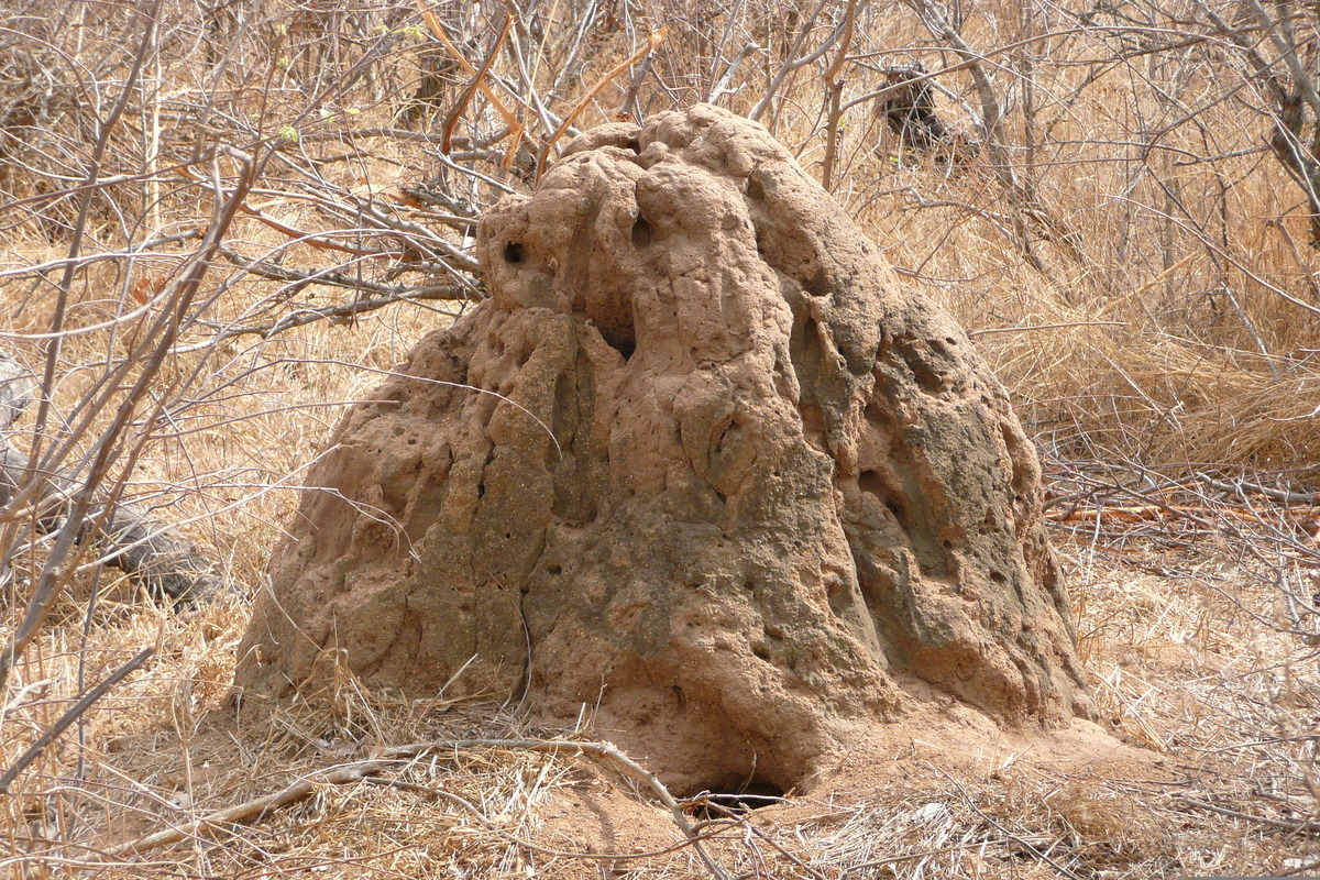 照片 南非(South Africa) 克鲁格国家公园(Kruger National Park) 2008-09 86