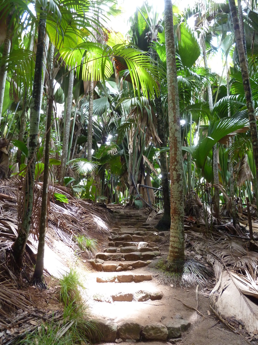 照片 塞舌尔(Seychelles) 五月谷(Vallee de Mai) 2011-10 1
