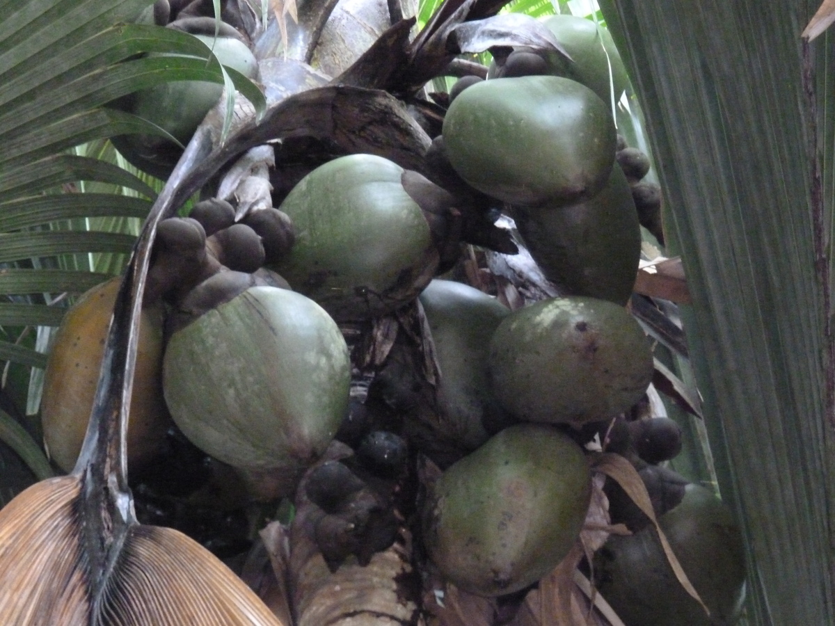照片 塞舌尔(Seychelles) 五月谷(Vallee de Mai) 2011-10 26