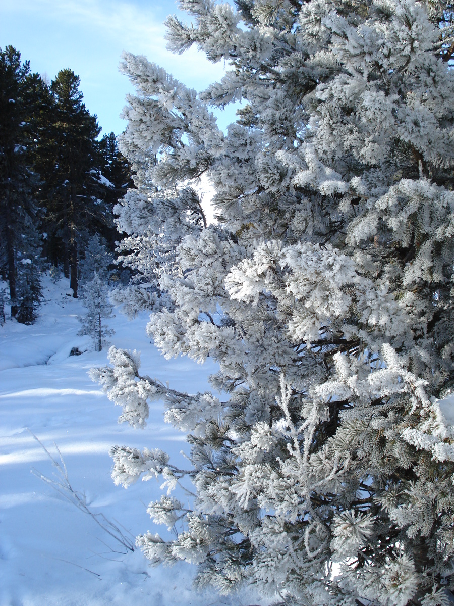 照片 瑞士(Switzerland) 圣莫里茨施拉里尼亚(St Moritz Schlarigna) 2007-01 22