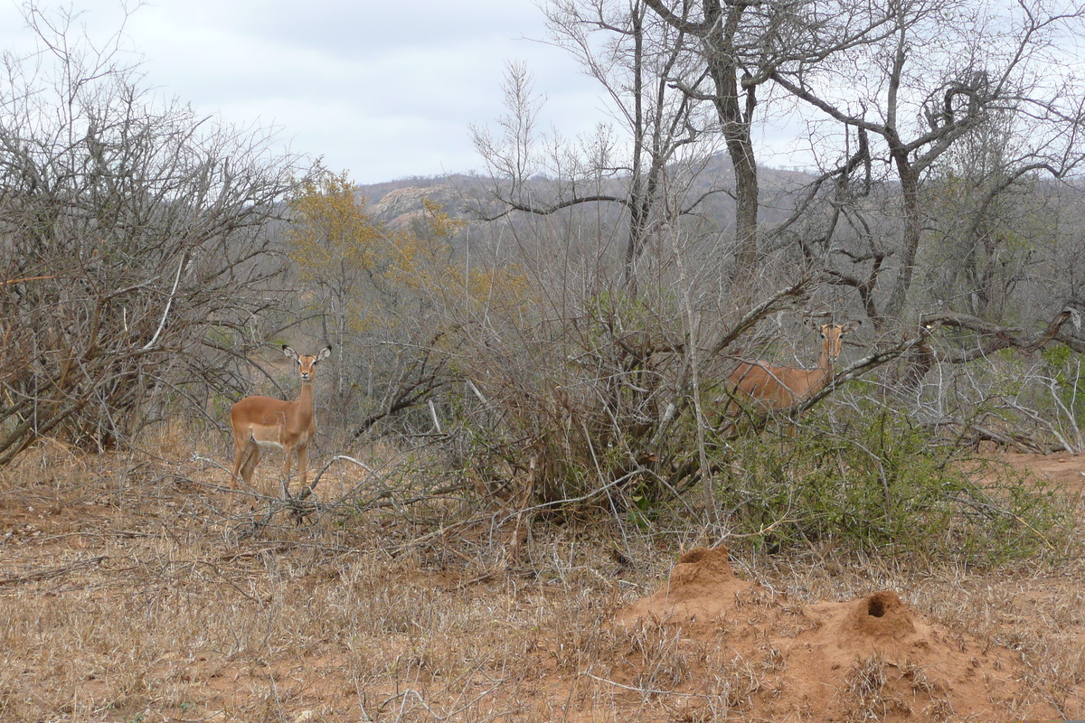 照片 南非(South Africa) 克鲁格国家公园(Kruger National Park) 2008-09 84