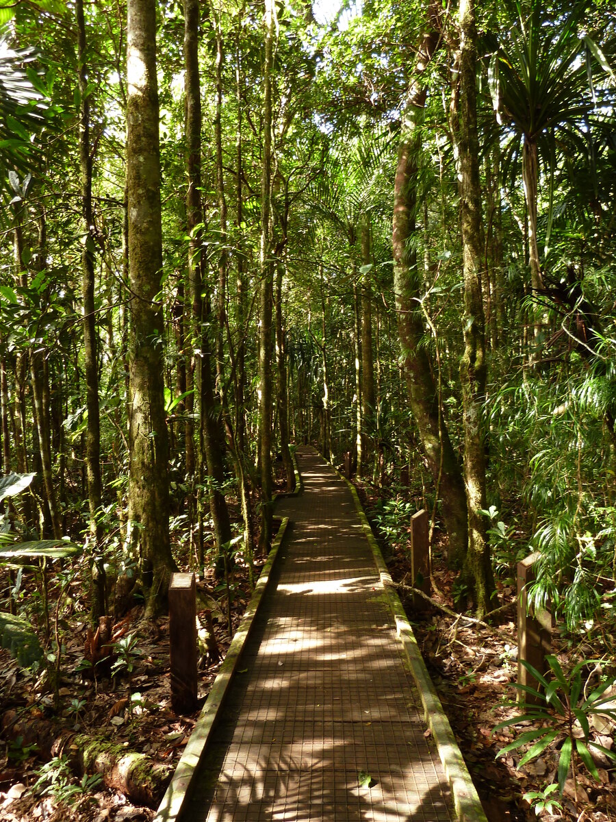 照片 新喀里多尼亚(New Caledonia) 蓝河公园(Parc de la Riviere Bleue) 大贝壳杉(Le Grand Kaori) 2010-05 23