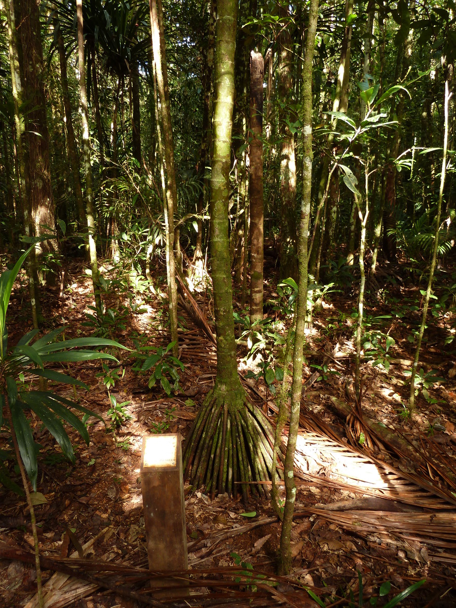照片 新喀里多尼亚(New Caledonia) 蓝河公园(Parc de la Riviere Bleue) 大贝壳杉(Le Grand Kaori) 2010-05 25
