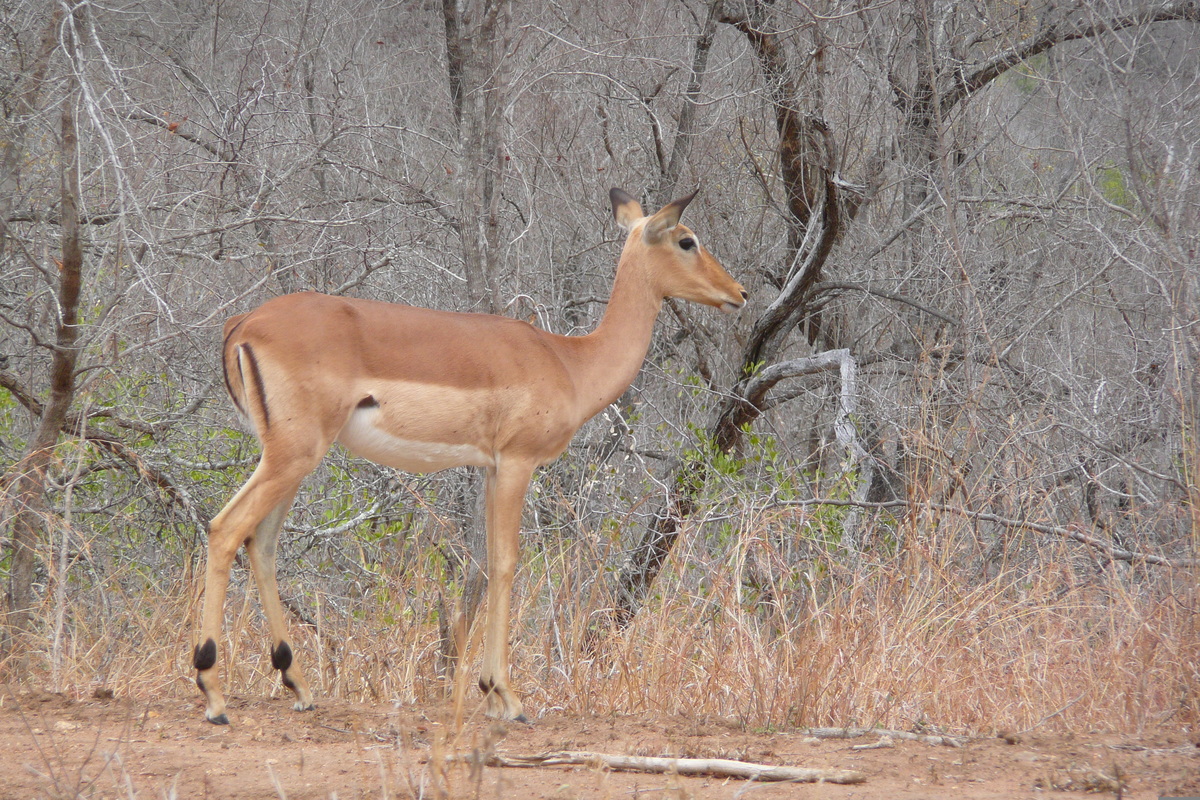 照片 南非(South Africa) 克鲁格国家公园(Kruger National Park) 2008-09 38