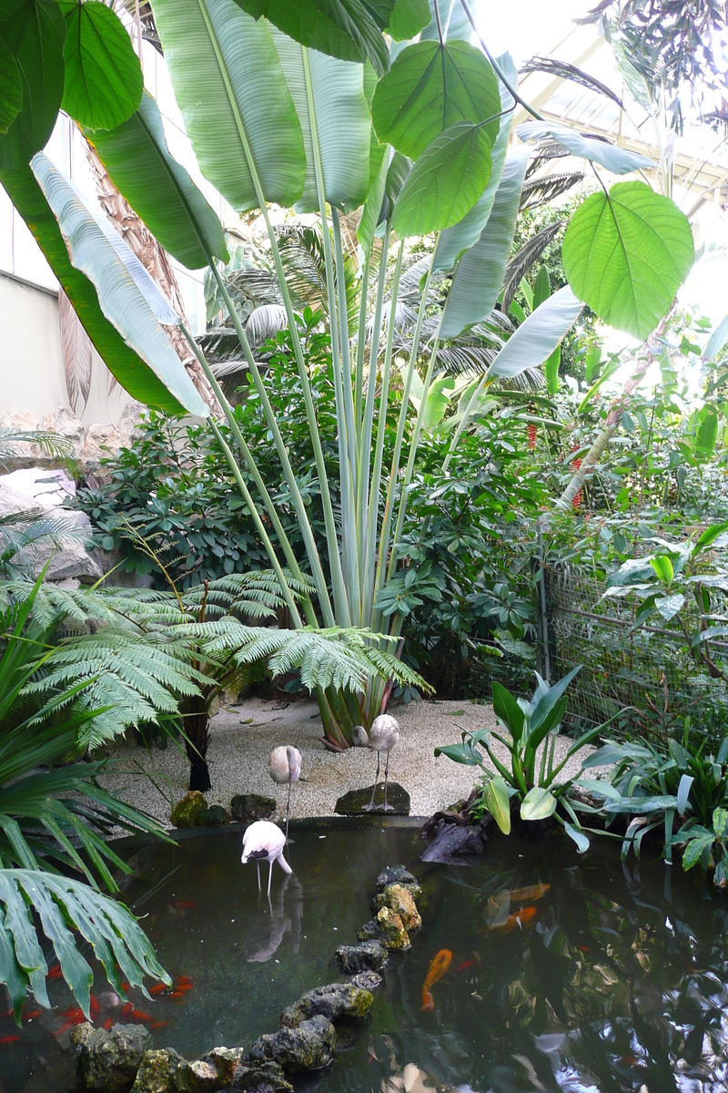 照片 法国(France) 尼斯(Nice) 凤凰公园(Phoenix Parc) 2007-10 110