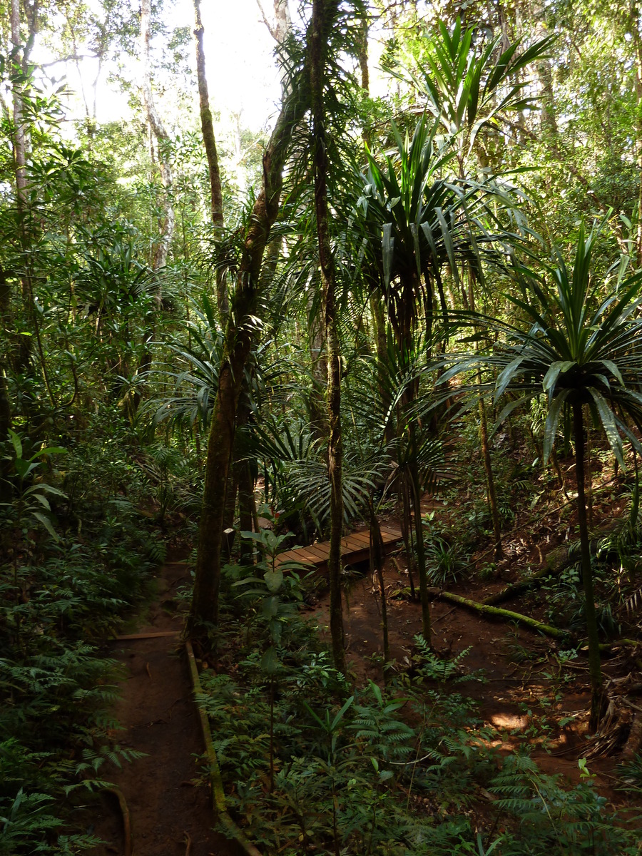 照片 新喀里多尼亚(New Caledonia) 蓝河公园(Parc de la Riviere Bleue) 大贝壳杉(Le Grand Kaori) 2010-05 22