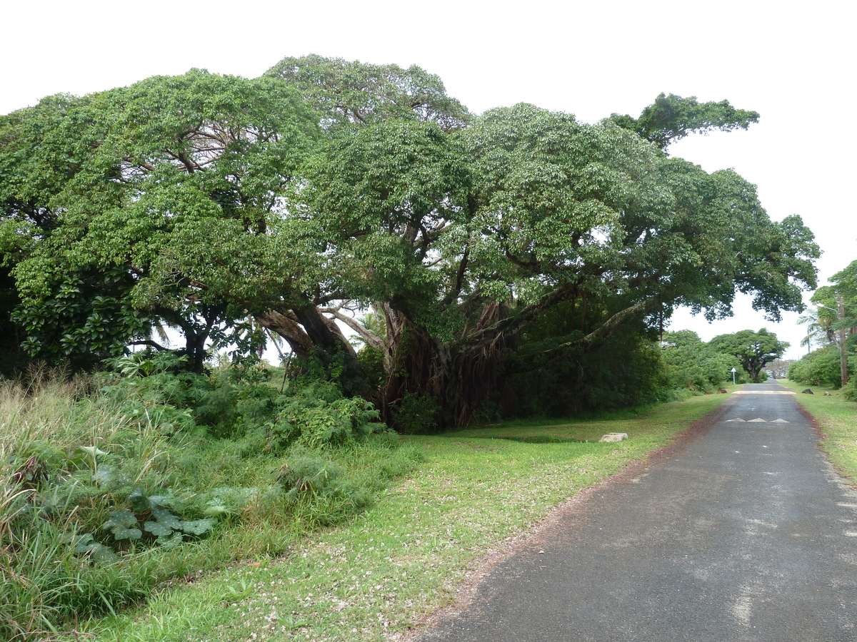 照片 新喀里多尼亚(New Caledonia) 松树岛(Ile des pins) 2010-05 3