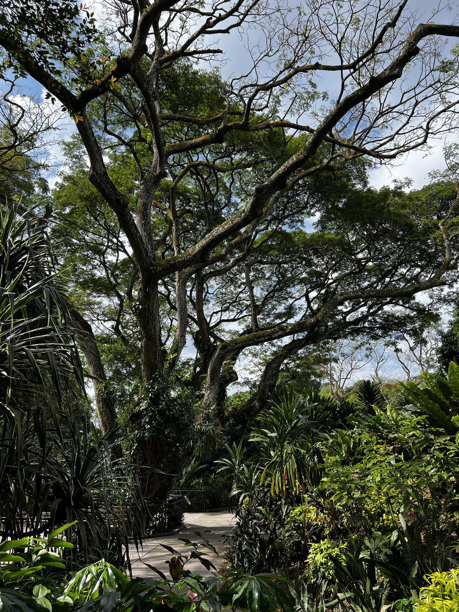 照片 新加坡(Singapore) 新加坡植物园(Singapore Botanic Gardens) 2023-01 31