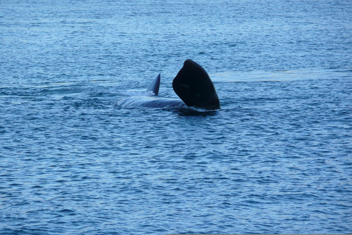 照片 南非(South Africa) 赫曼努斯(Harmanus) 2008-09 115