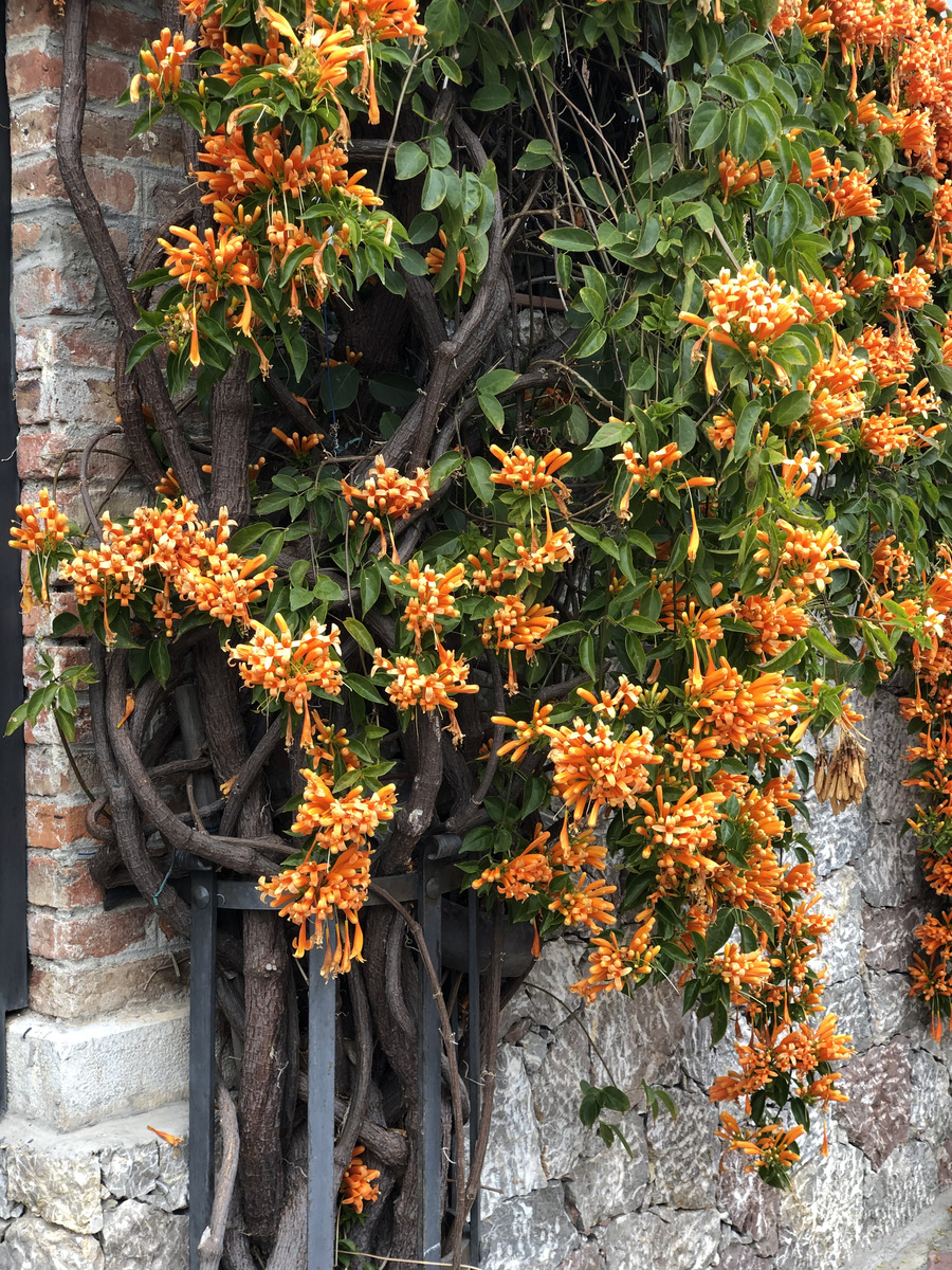 照片 意大利(Italy) 西西里岛(Sicily) 陶尔米纳(Taormina) 2020-02 141