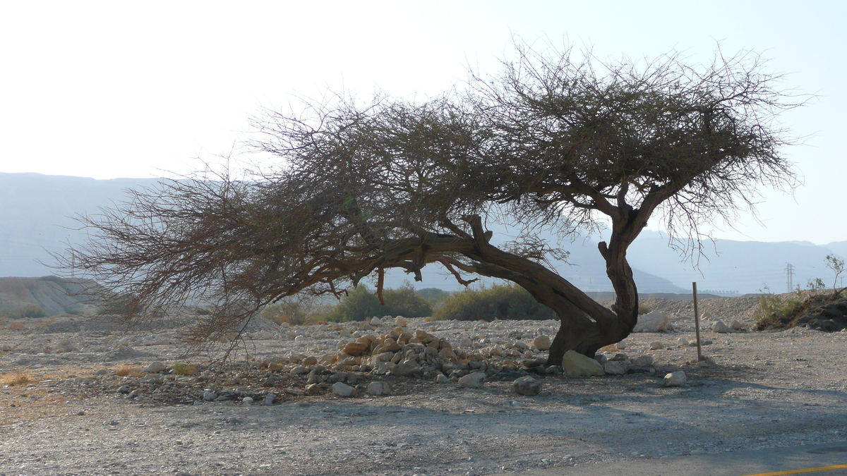照片 以色列(Israel) 死海(Dead Sea) 2007-06 19