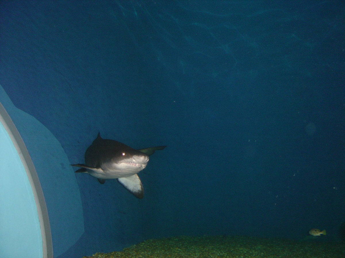 照片 泰国(Thailand) 曼谷(Bangkok) 暹罗海洋世界(Siam Ocean World) 2005-12 36