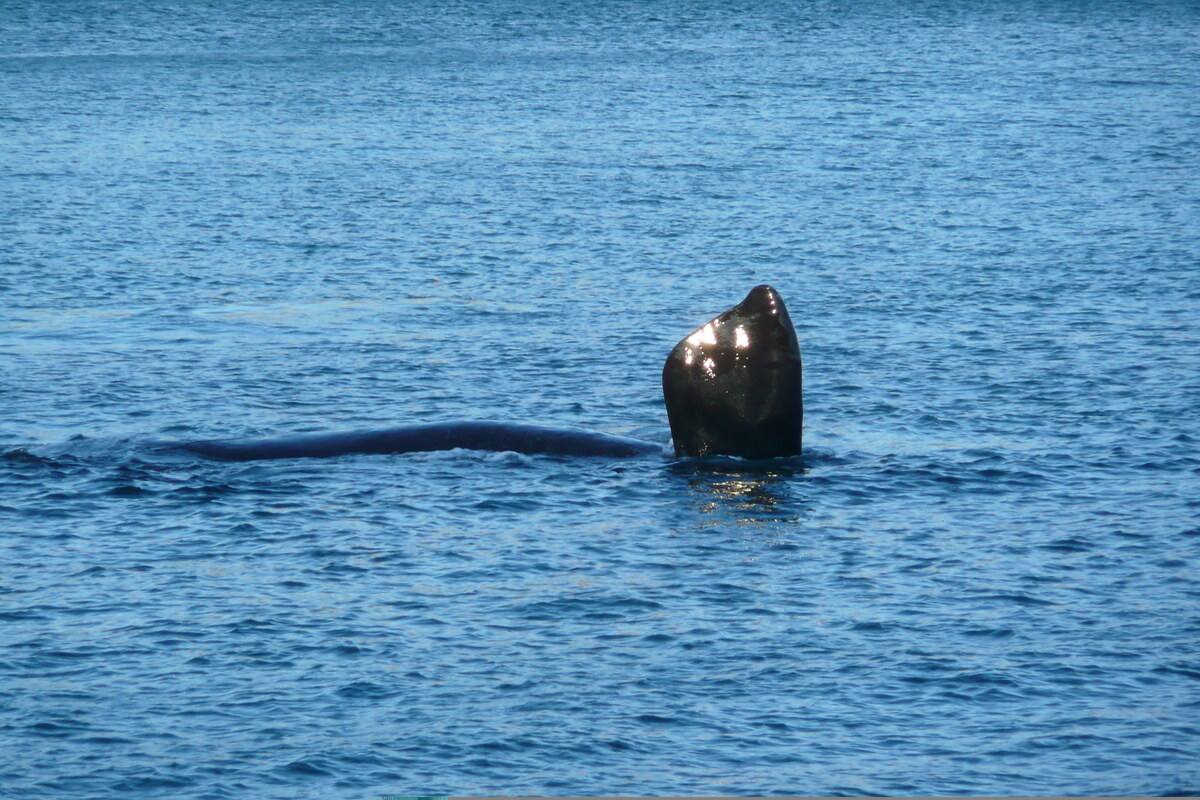照片 南非(South Africa) 赫曼努斯(Harmanus) 2008-09 82