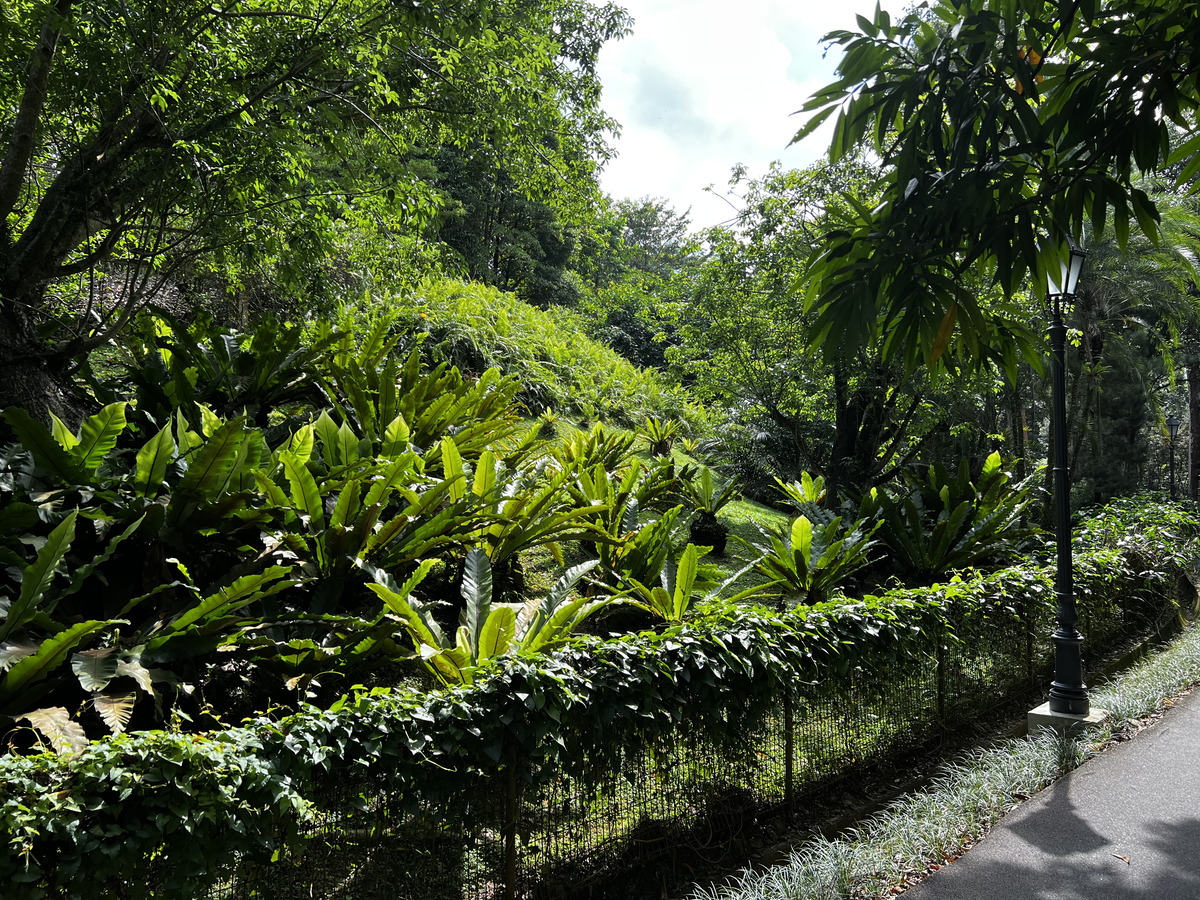 照片 新加坡(Singapore) 新加坡植物园(Singapore Botanic Gardens) 2023-01 124