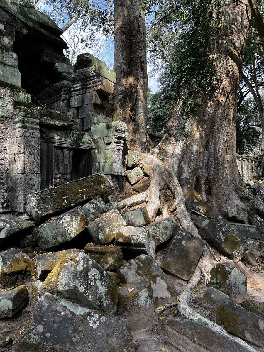 照片 柬埔寨(Cambodia) 暹粒(Siem Reap) 塔布茏寺(Ta Prohm) 2023-01 98