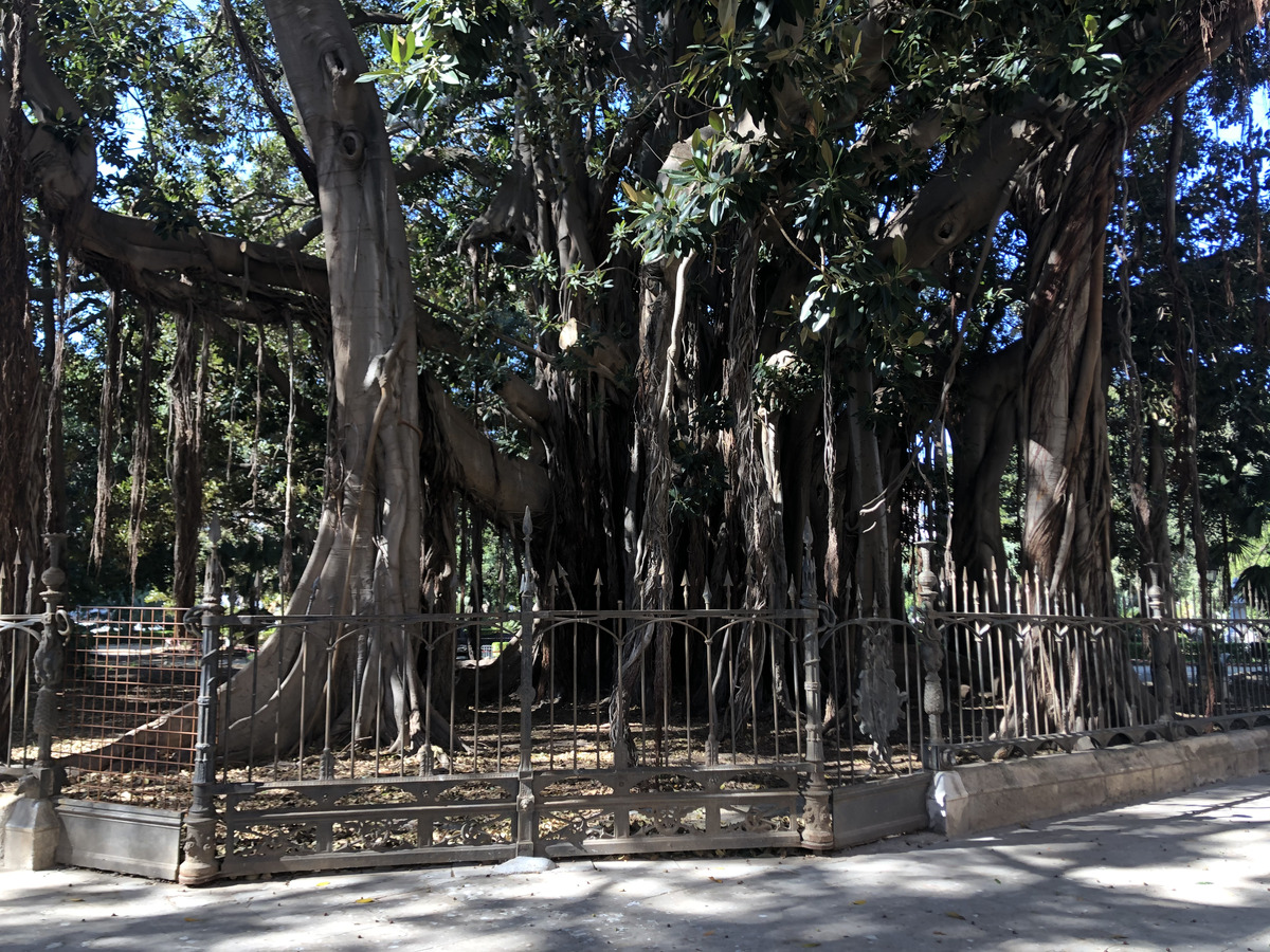 照片 意大利(Italy) 西西里岛(Sicily) 巴勒莫(Palermo) 2020-02 27