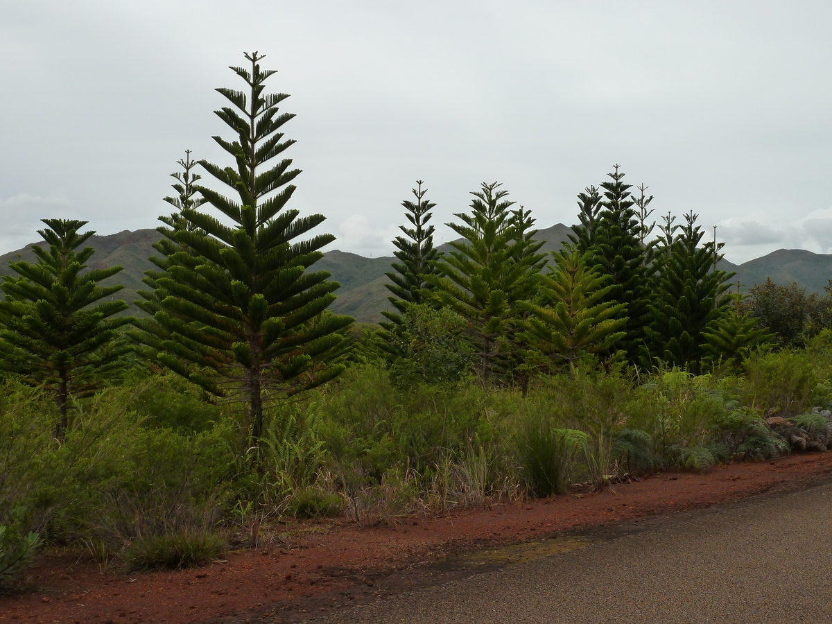 照片 新喀里多尼亚(New Caledonia) 蓝河公园(Parc de la Riviere Bleue) 2010-05 100