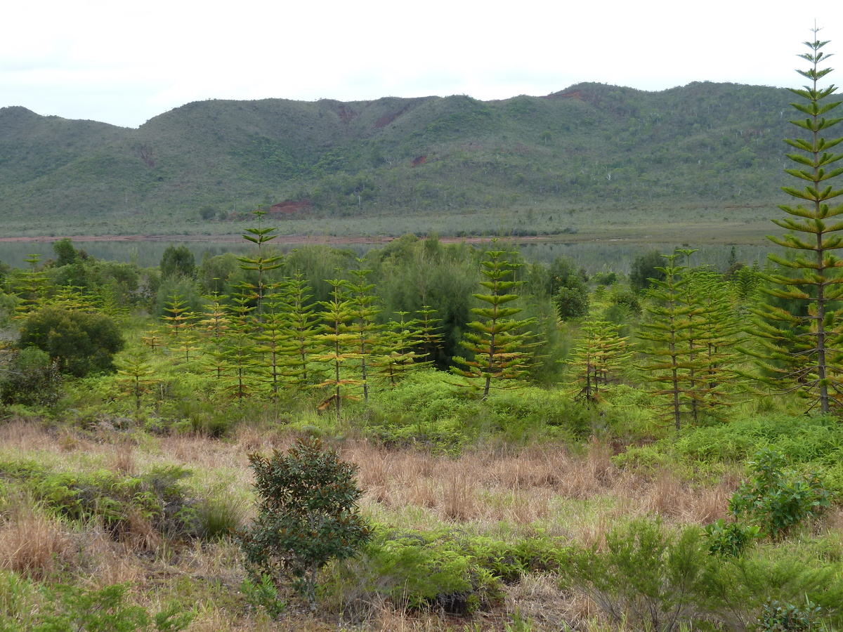 照片 新喀里多尼亚(New Caledonia) 蓝河公园(Parc de la Riviere Bleue) 2010-05 83