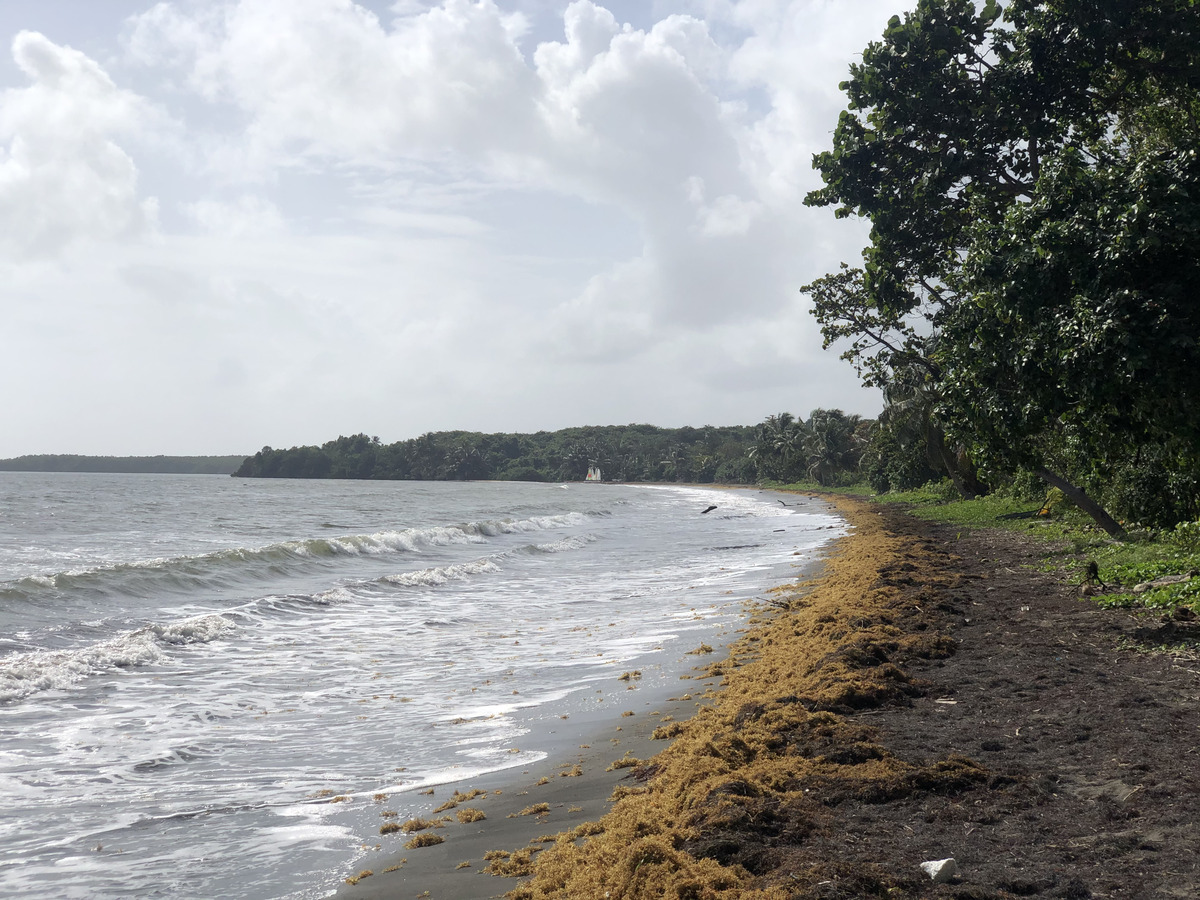 照片 瓜德罗普(Guadeloupe) 维亚尔海滩(Viard Beach) 2021-02 4