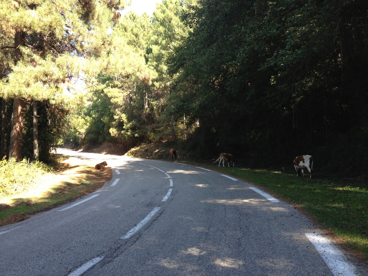 照片 法国(France) 科西嘉岛(Corsica) 宗扎(Zonza) 2012-09 13