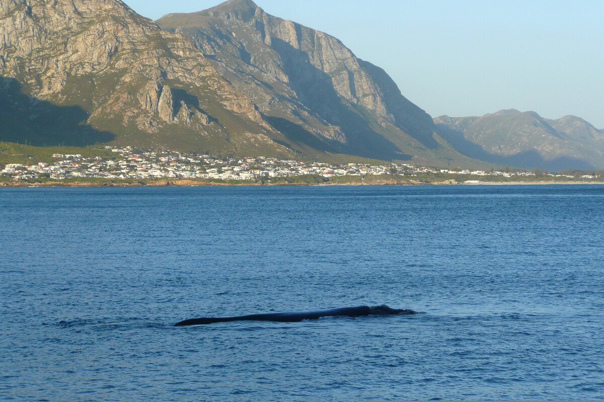 照片 南非(South Africa) 赫曼努斯(Harmanus) 2008-09 14