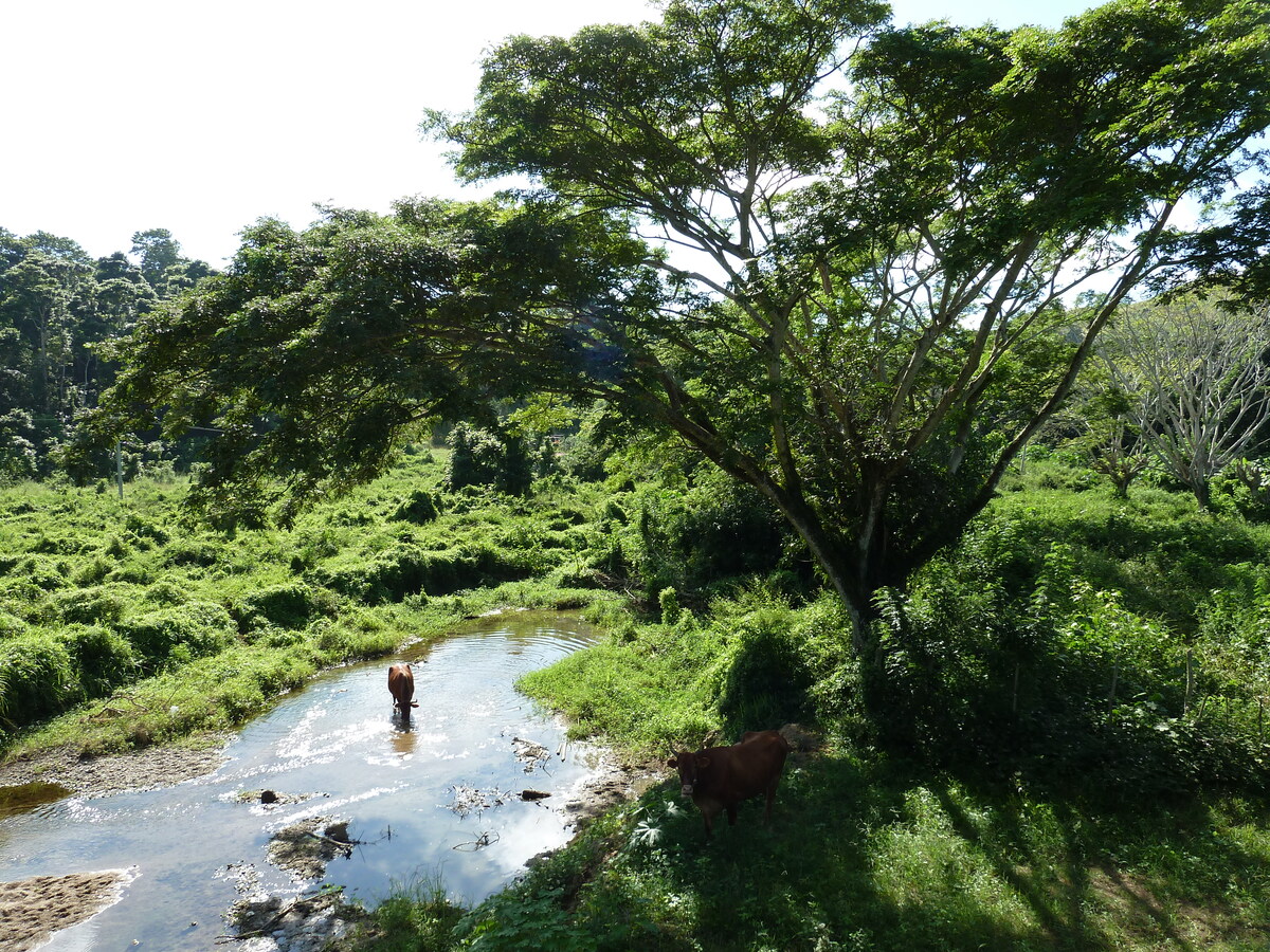 照片 斐济(Fiji) 辛加东卡河(Sigatoka river) 2010-05 93