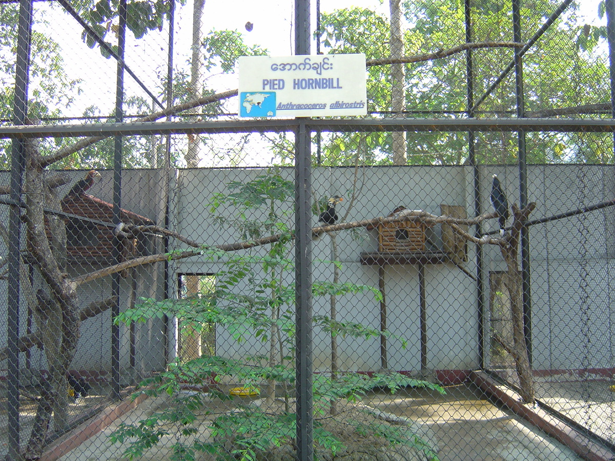 照片 缅甸(Myanmar) 仰光(Yangon) 2005-01 161