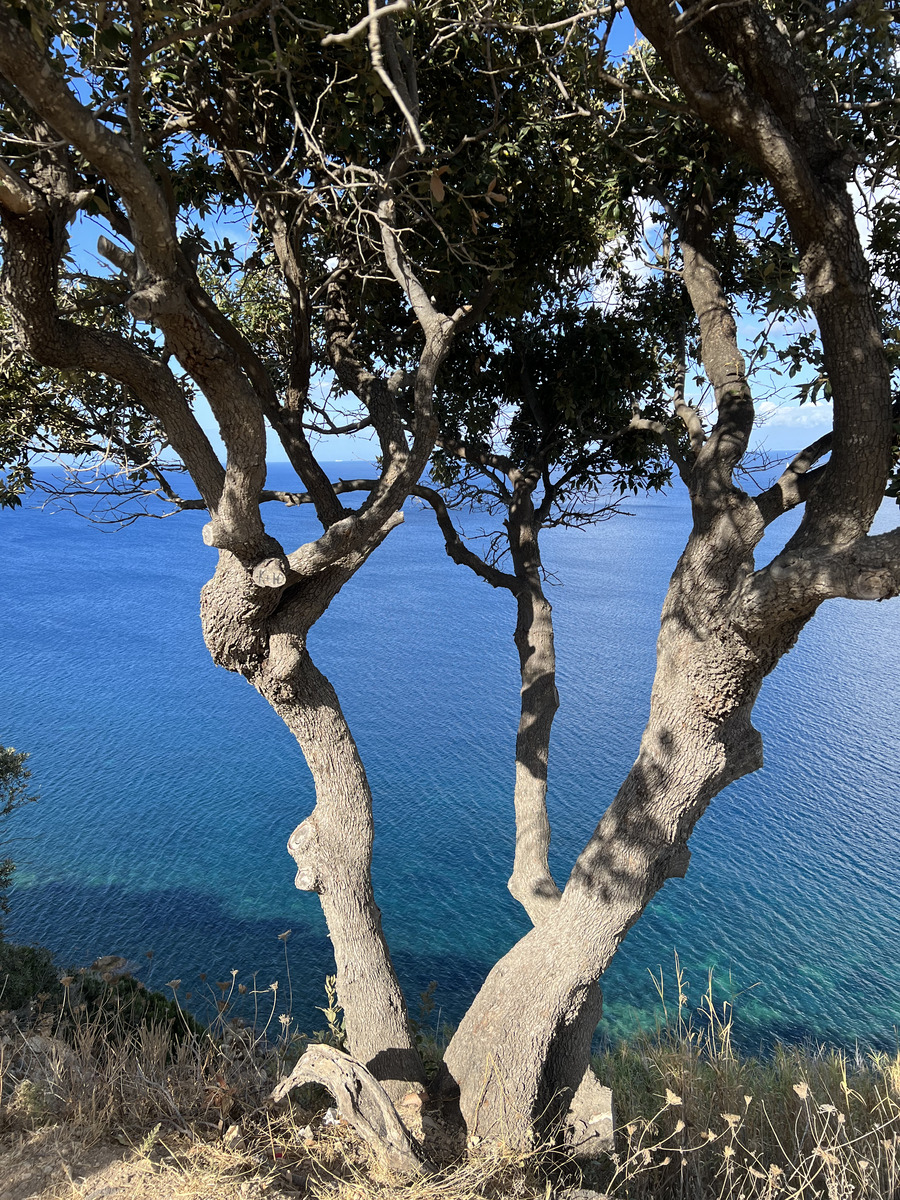 照片 意大利(Italy) 厄尔巴岛(Isola d'Elba) 2021-09 147