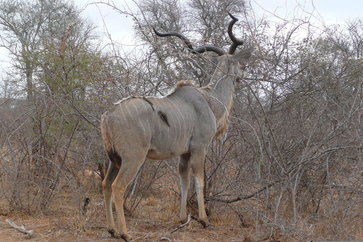 照片 南非(South Africa) 克鲁格国家公园(Kruger National Park) 萨布尔河(Sable River) 2008-09 85