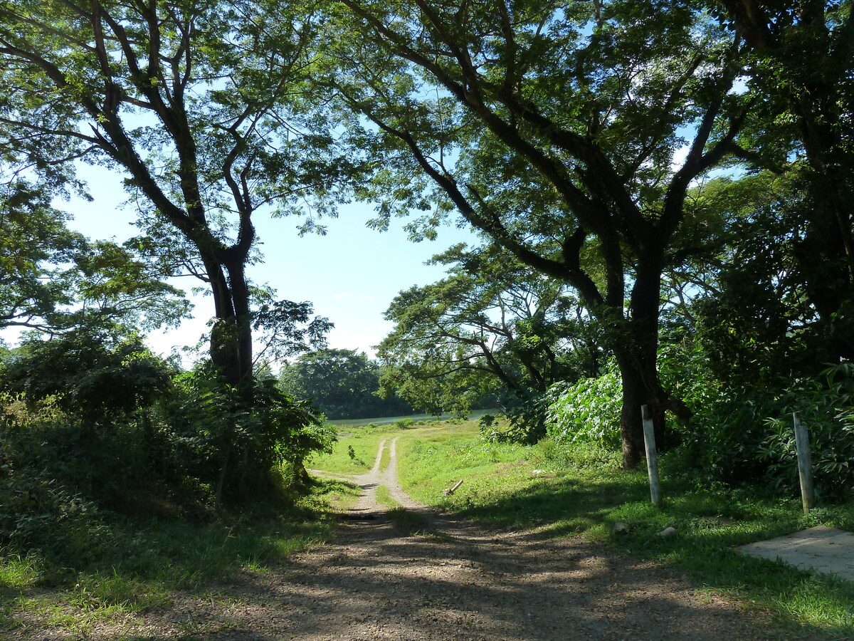 照片 斐济(Fiji) 辛加东卡河(Sigatoka river) 2010-05 43