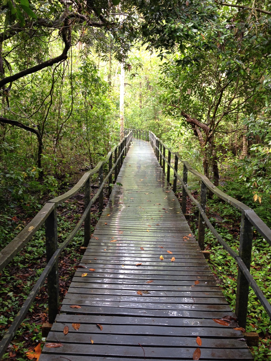 照片 哥斯达黎加(Costa Rica) 卡维塔(Cahuita) 2015-03 259