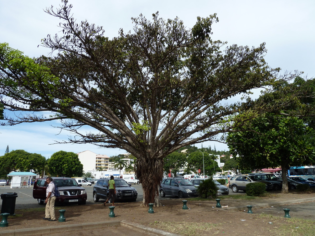 照片 新喀里多尼亚(New Caledonia) 努美阿(Noumea) 2010-05 114