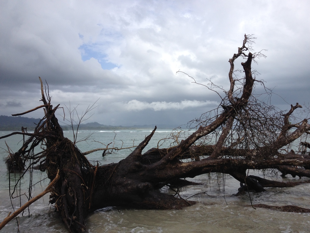 照片 哥斯达黎加(Costa Rica) 卡维塔(Cahuita) 2015-03 216