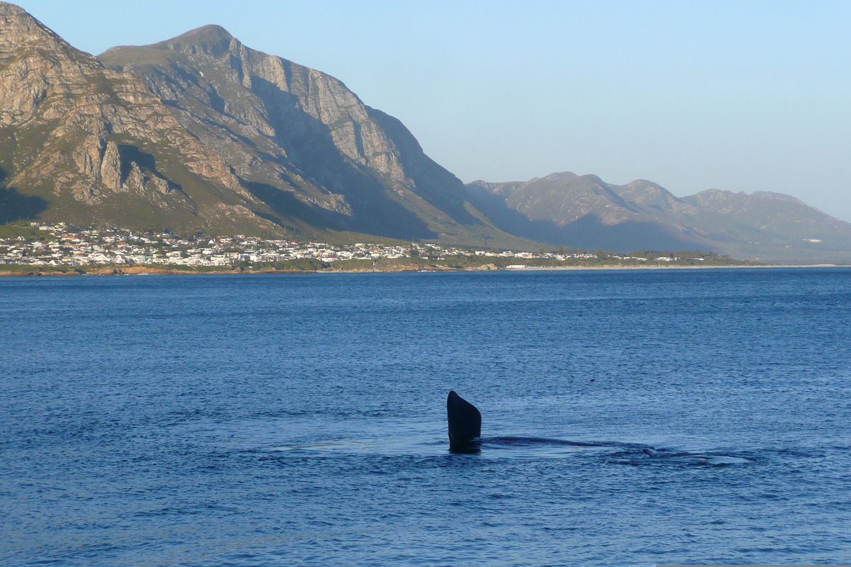 照片 南非(South Africa) 赫曼努斯(Harmanus) 2008-09 242
