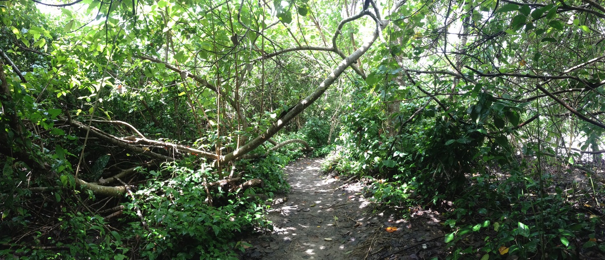 照片 哥斯达黎加(Costa Rica) 卡维塔(Cahuita) 2015-03 16