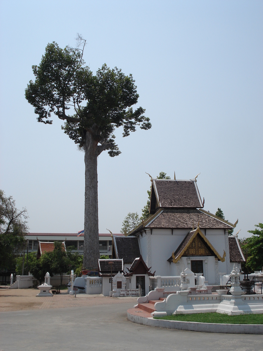 照片 泰国(Thailand) 清迈(Chiang Mai) 护城河内(Inside Canal) 契迪龙寺(Wat Chediluang Varaviharn temple) 2006-04 4