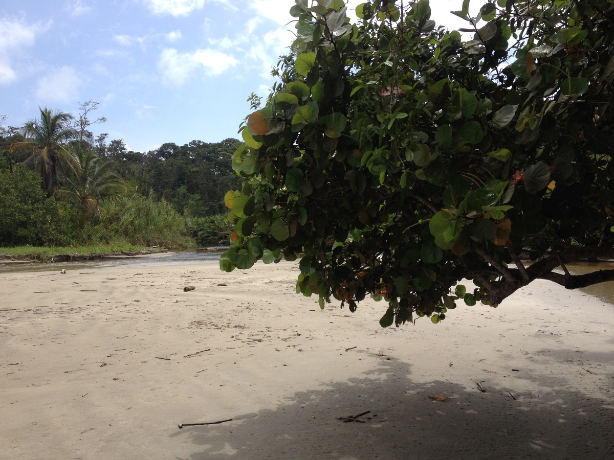 照片 哥斯达黎加(Costa Rica) 卡维塔(Cahuita) 2015-03 139