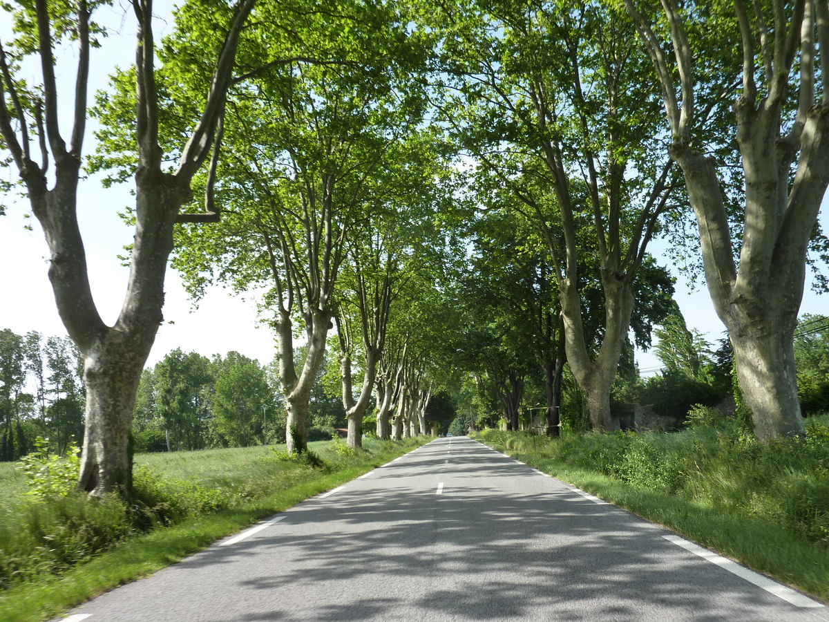 照片 法国(France) 圣马克西曼-拉圣博姆(Saint Maximin la Sainte Baume) 2009-05 8