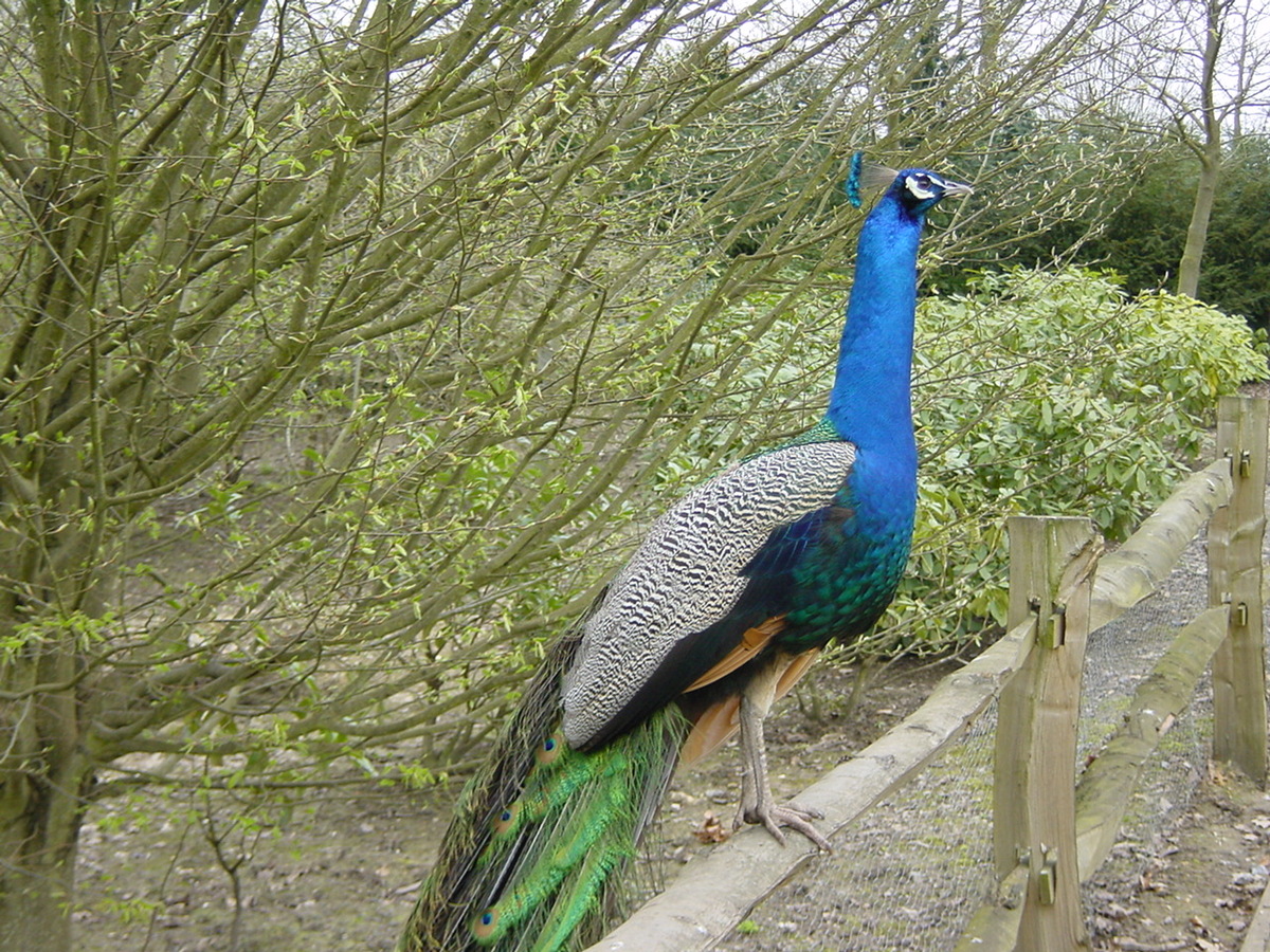 照片 英国(United Kingdom) 利兹城堡(Leeds castle) 2001-04 11