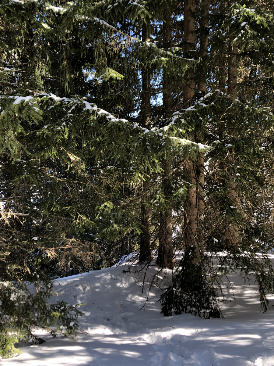 照片 法国(France) 梅杰夫(Megeve) 2019-03 20