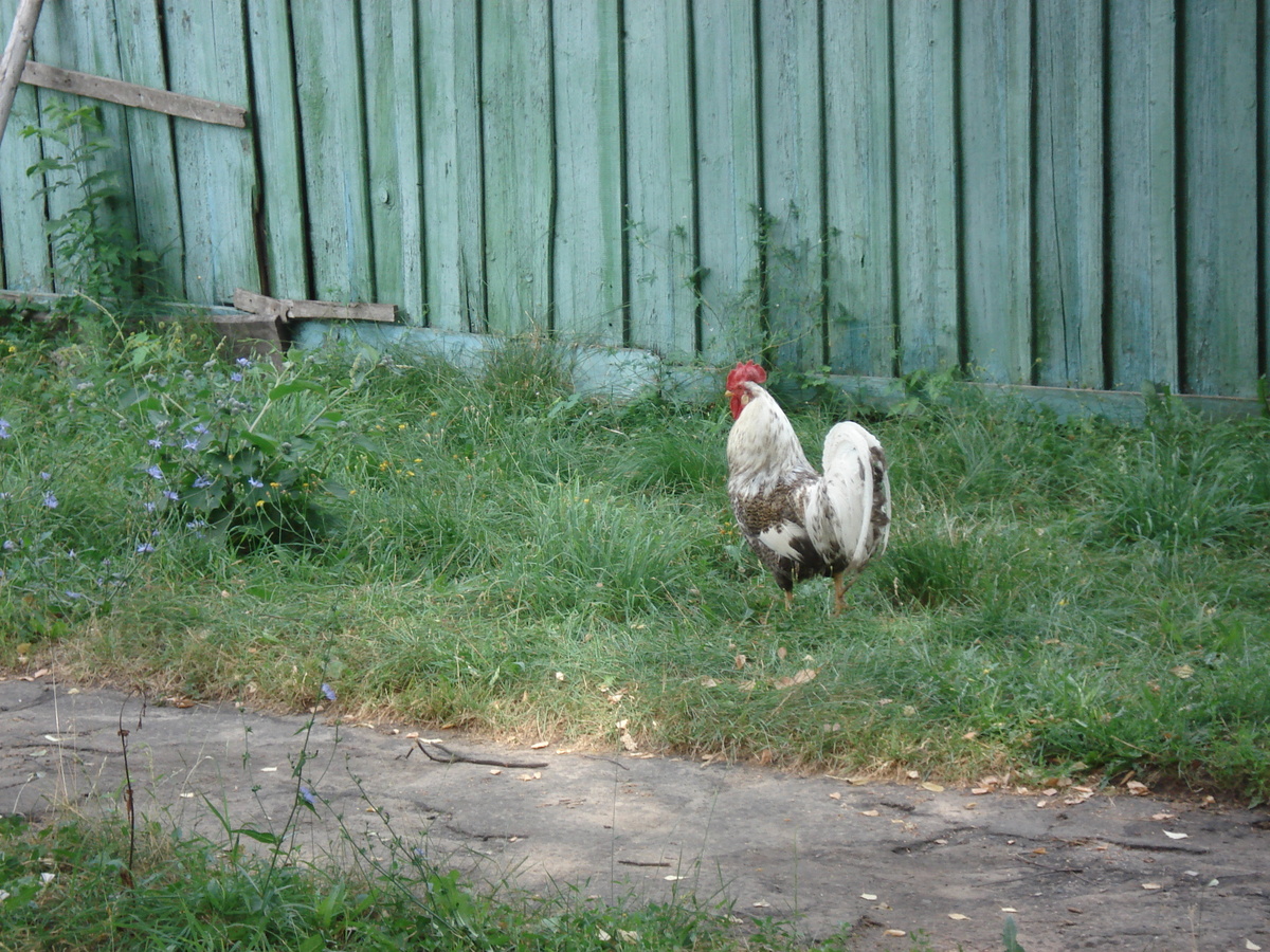照片 俄罗斯(Russia) 喀山至下诺夫哥罗德(From Kazan to Nizhniy Novgorod) 2006-07 117