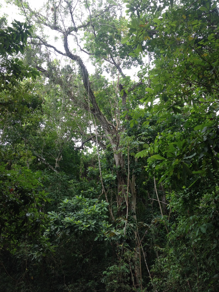 照片 哥斯达黎加(Costa Rica) 蒙特苏马(Montezuma) 2015-03 349