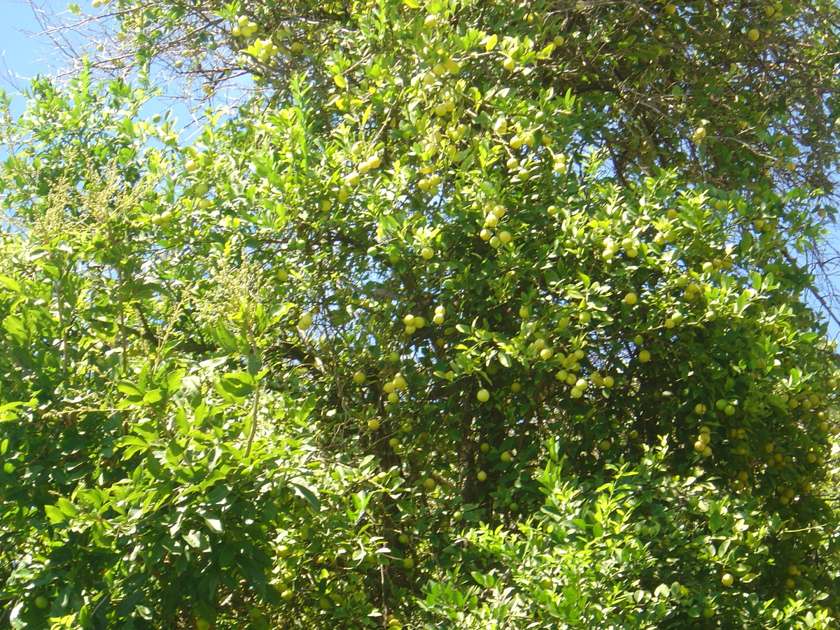 照片 波利尼西亚(Polynesia) 马克萨斯群岛(Marquises) 2006-04 144