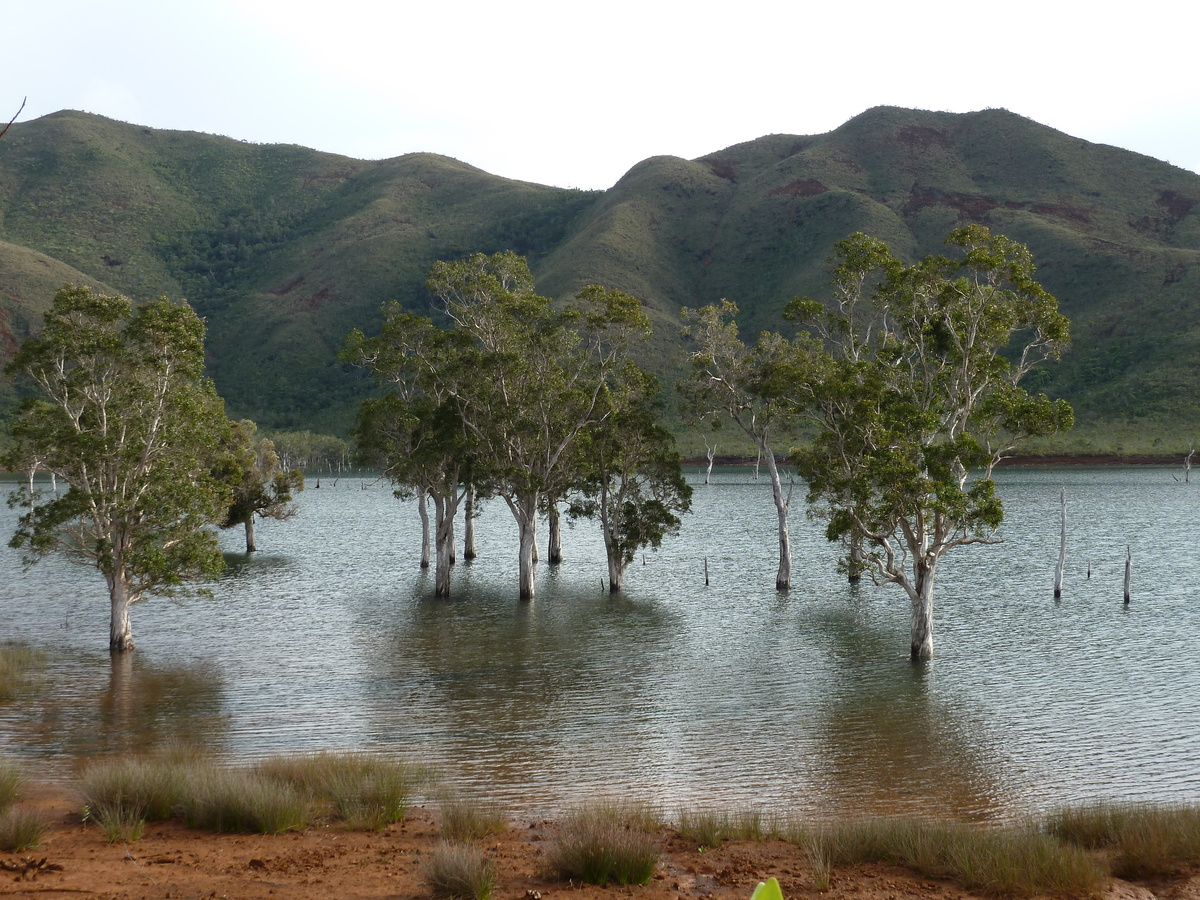 照片 新喀里多尼亚(New Caledonia) 蓝河公园(Parc de la Riviere Bleue) 2010-05 73