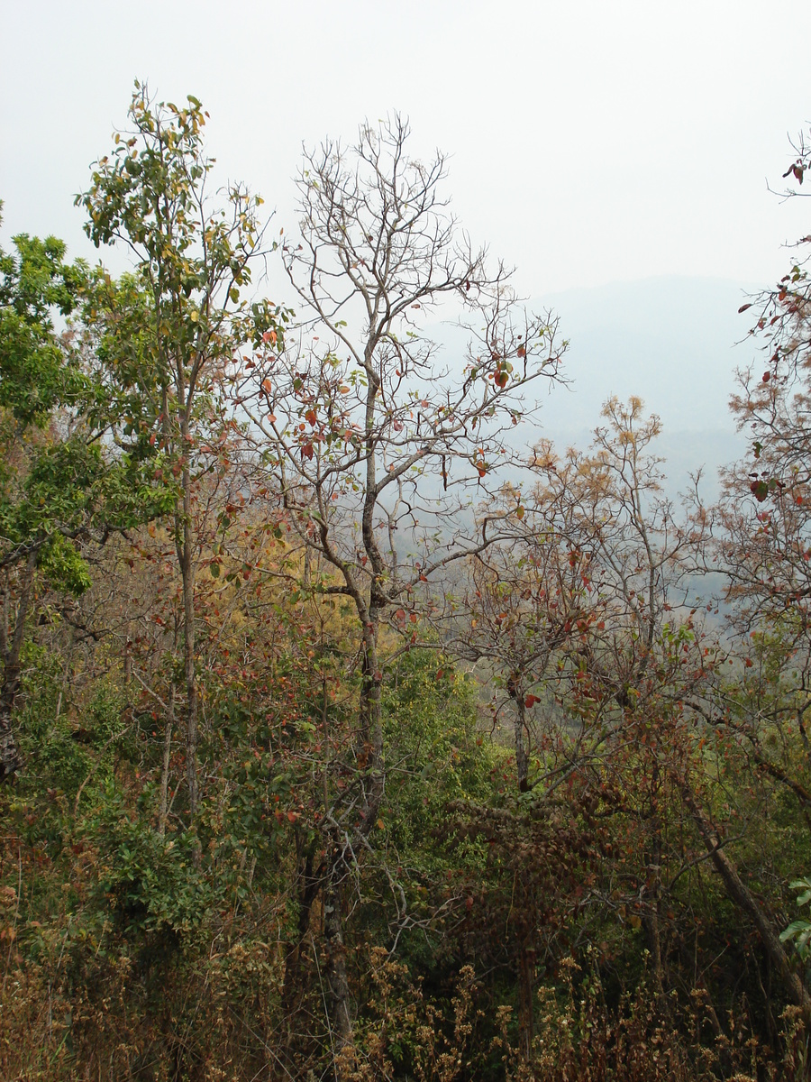 照片 泰国(Thailand) 清迈至拜县公路(Chiang Mai to Pai road) 2007-02 34
