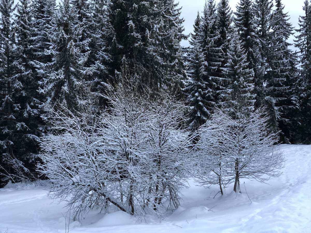照片 法国(France) 拉克吕萨(La Clusaz) 2017-12 95